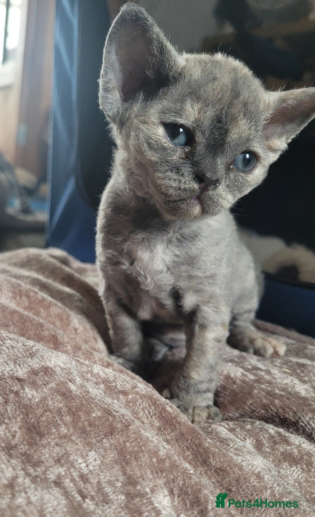 Devon Rex cats for sale: Beautiful GCCF Devon Rex kittens - Image 16
