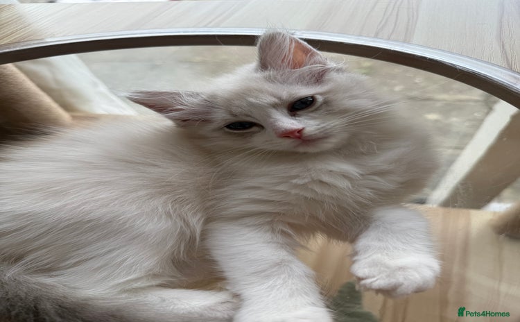 Ragdoll cats - Advert 15