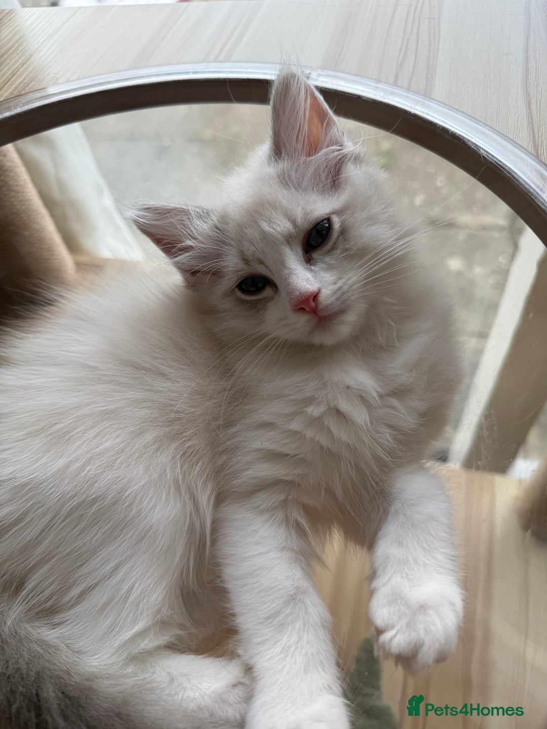 Ragdoll cats for sale: Beautiful Registered Ragdoll Male Kitten - Image 1
