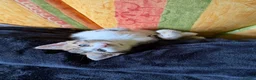 Mixed Breed cats for sale: Adorable kittens for sale in Maidstone - Advert 1