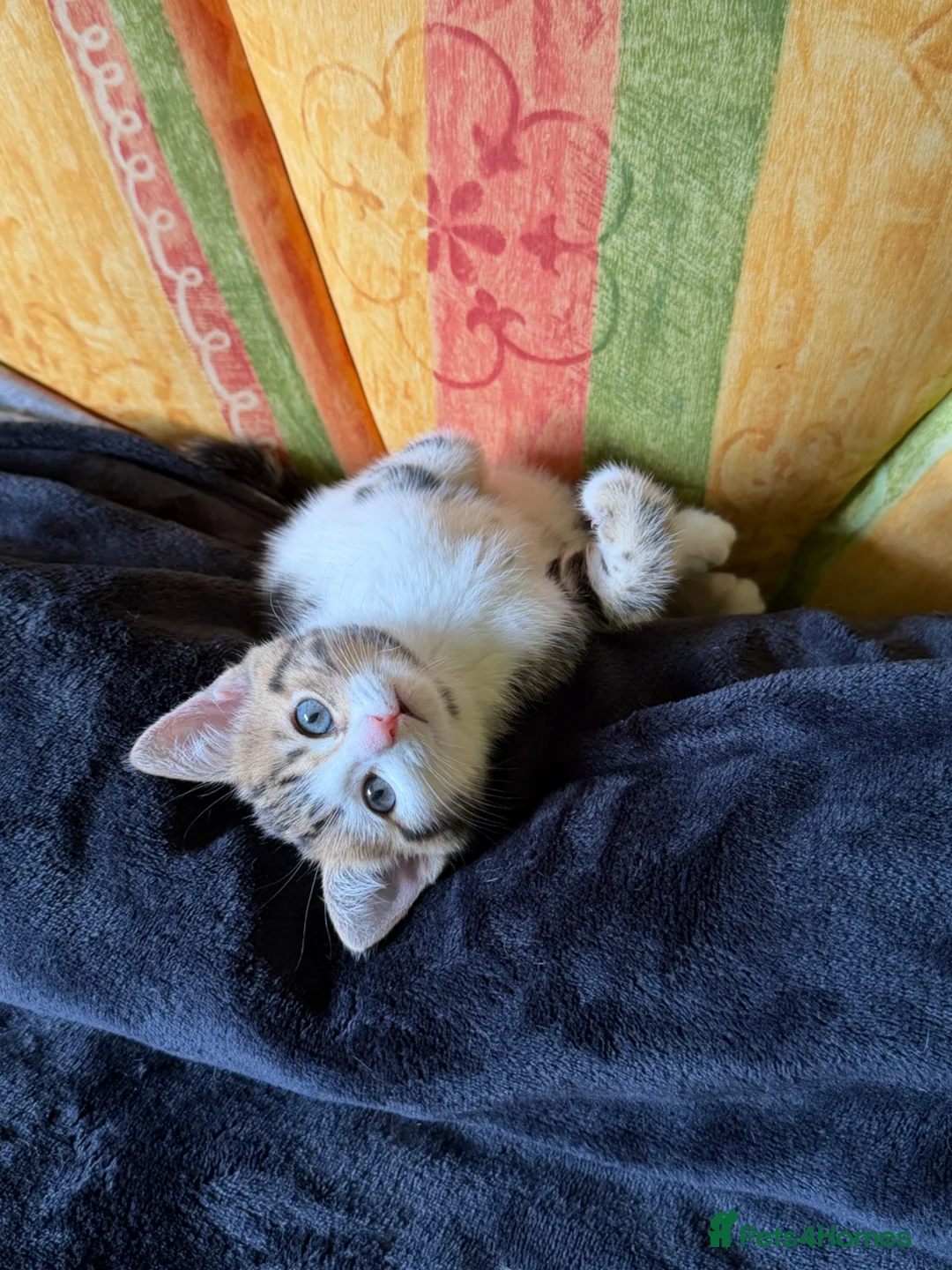 Mixed Breed cats for sale: Adorable kittens for sale in Maidstone - Advert 1