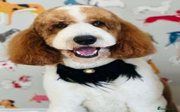 Double Doodle dogs for sale: Parti Double Doodles 🐾  - Image 16