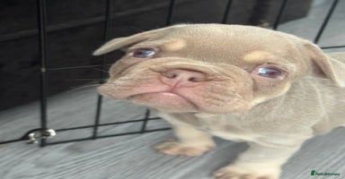 French Bulldog dogs - Advert 6
