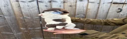 English Springer Spaniel dogs for sale: English springer spaniels puppies  - Advert 3
