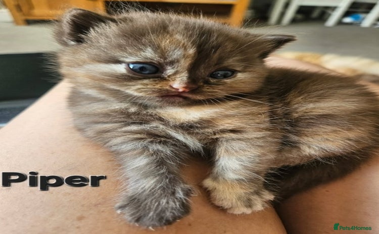 British Shorthair cats - Advert 11