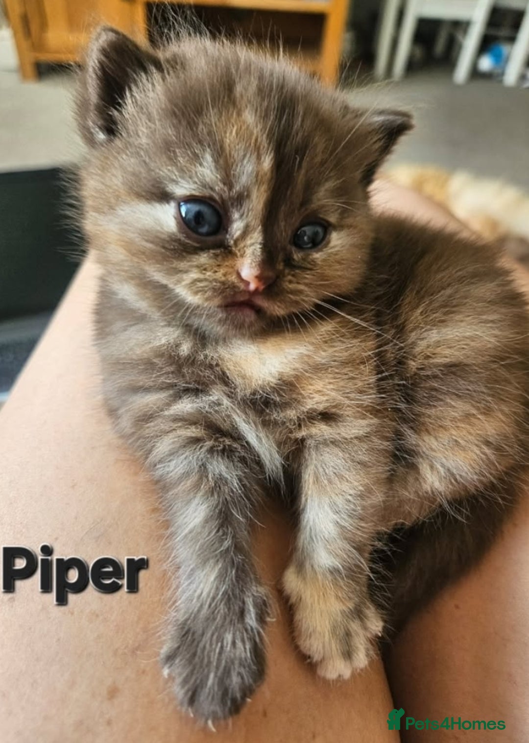 British Shorthair cats for sale: British short hair kittens.  - Image 1