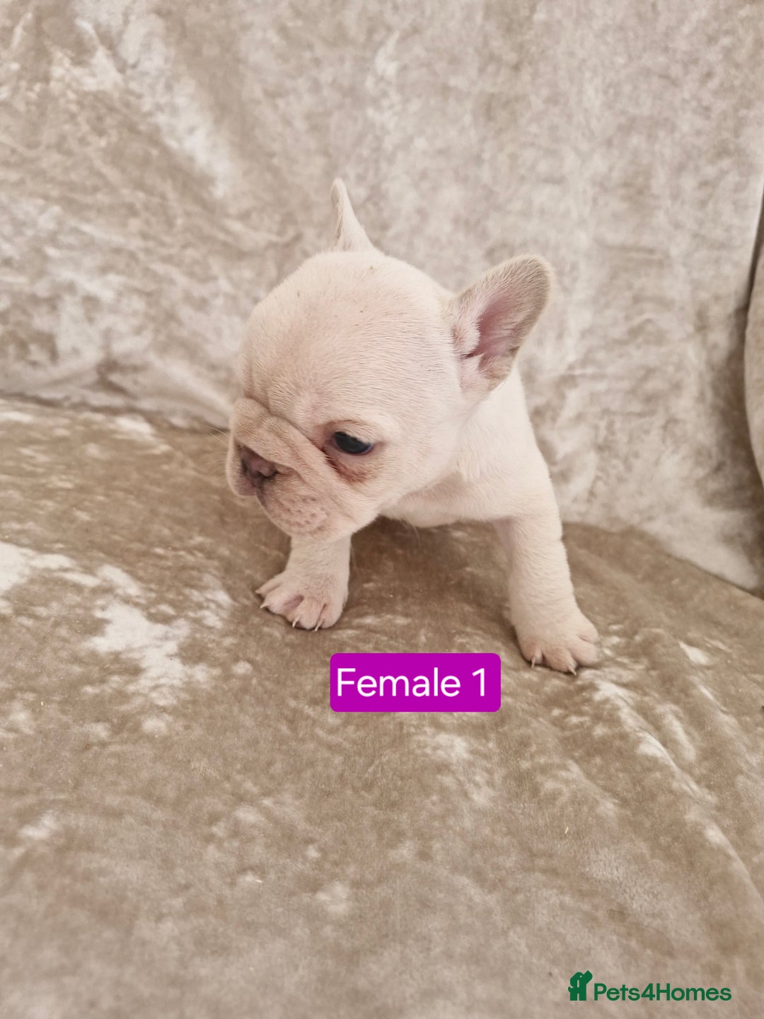 French Bulldog dogs for sale: French Bulldog Puppies  - Image 16