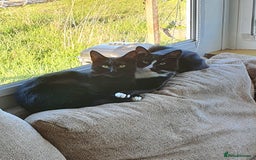 British Shorthair cats for sale: 2 Beautiful Boys for Sale - Image 5