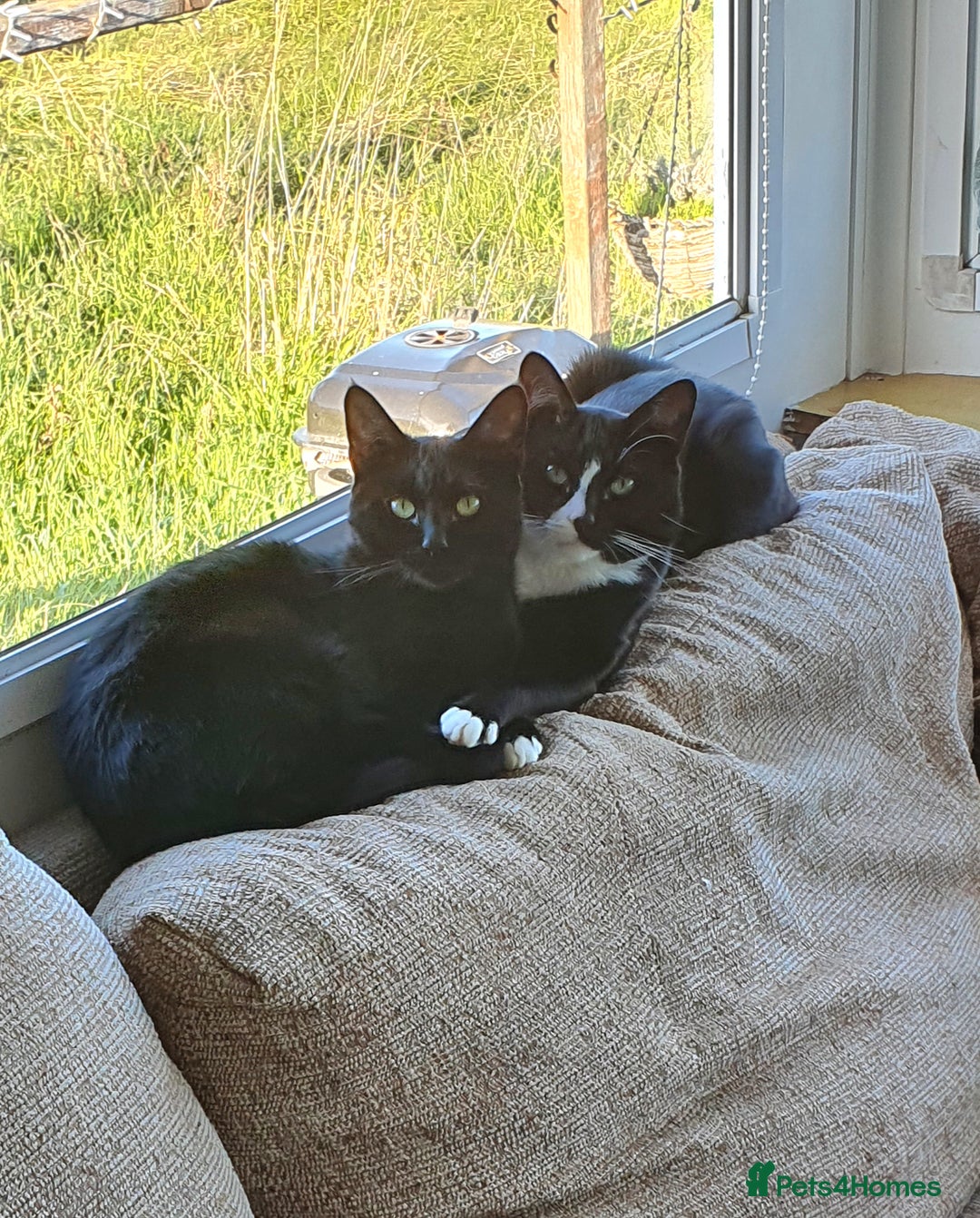 British Shorthair cats for sale: 2 Beautiful Boys for Sale - Image 5