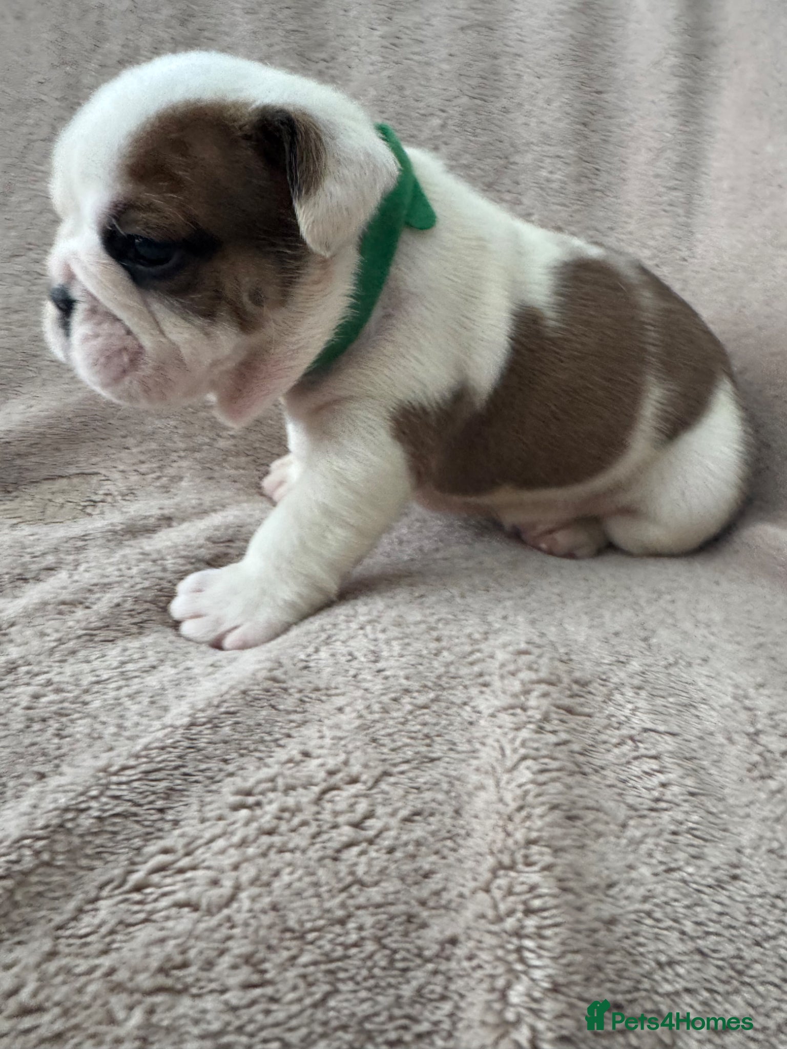 English Bulldog dogs KC REGISTERED Red/White English Bulldog Puppies  - Advert 14