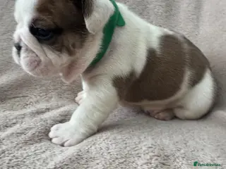 English Bulldog dogs KC REGISTERED Red/White English Bulldog Puppies - Advert 4
