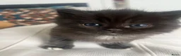 British Shorthair cats for sale: British shorthairs 🎊 - Advert 4