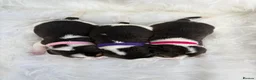 Beagle dogs for sale: ONLY 1 MALE LEFT - Gorgeous tricolour beagle pups - Advert 15