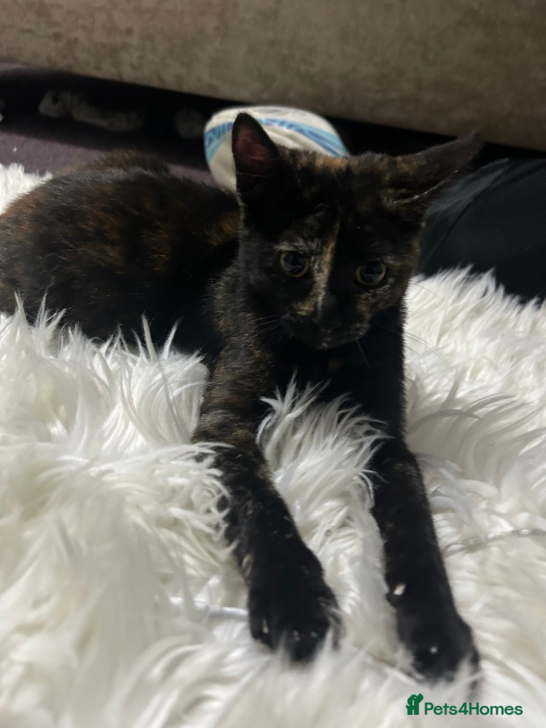 Toyger cats for sale: 4 beautiful Tabby kitties ready for new homes  - Advert 3