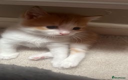 Mixed Breed cats for sale: 4 beautiful kittens - Image 6