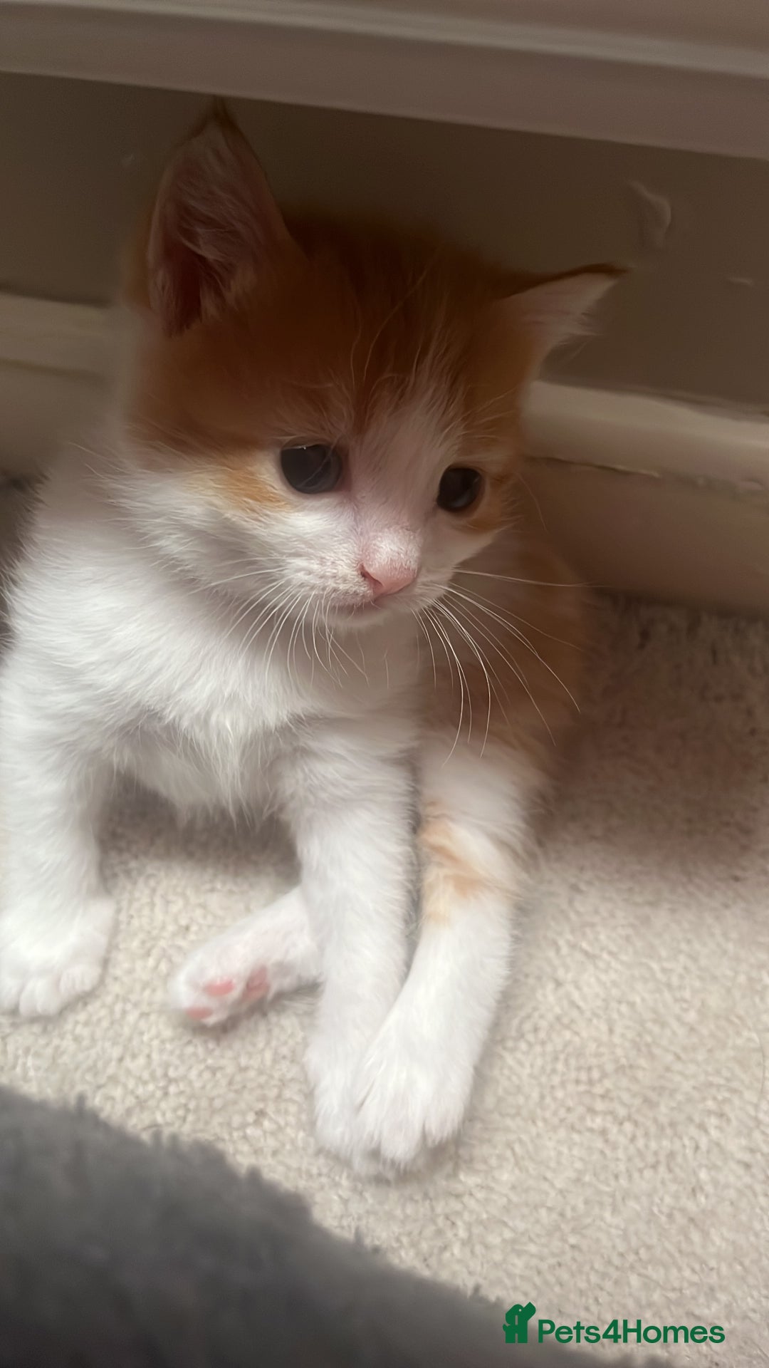 Mixed Breed cats for sale: 4 beautiful kittens - Image 6