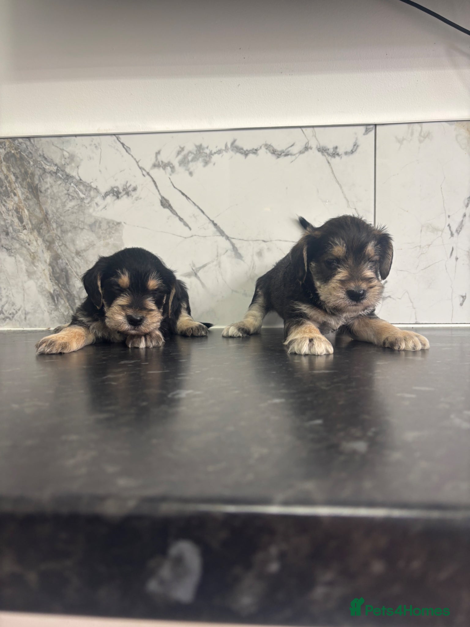 Yorkiepoo dogs for sale: 🐶Mini Yorkipoo puppies (toy size)🐶 - Advert 7
