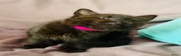 Mixed Breed cats for sale: Precious Little Fur Babies - Advert 4