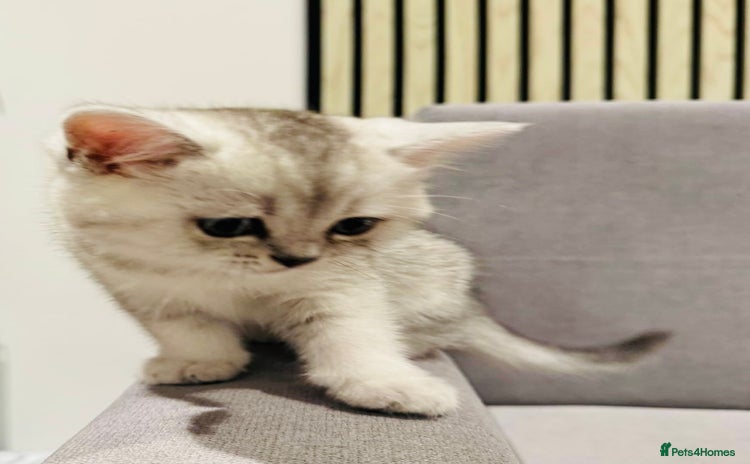 Scottish Fold cats - Advert 9