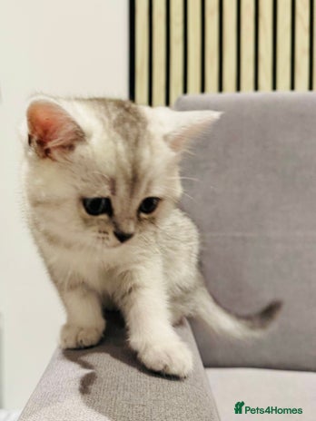 Scottish Fold cats - Advert 3