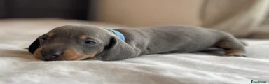 Miniature Dachshund Puppy 3