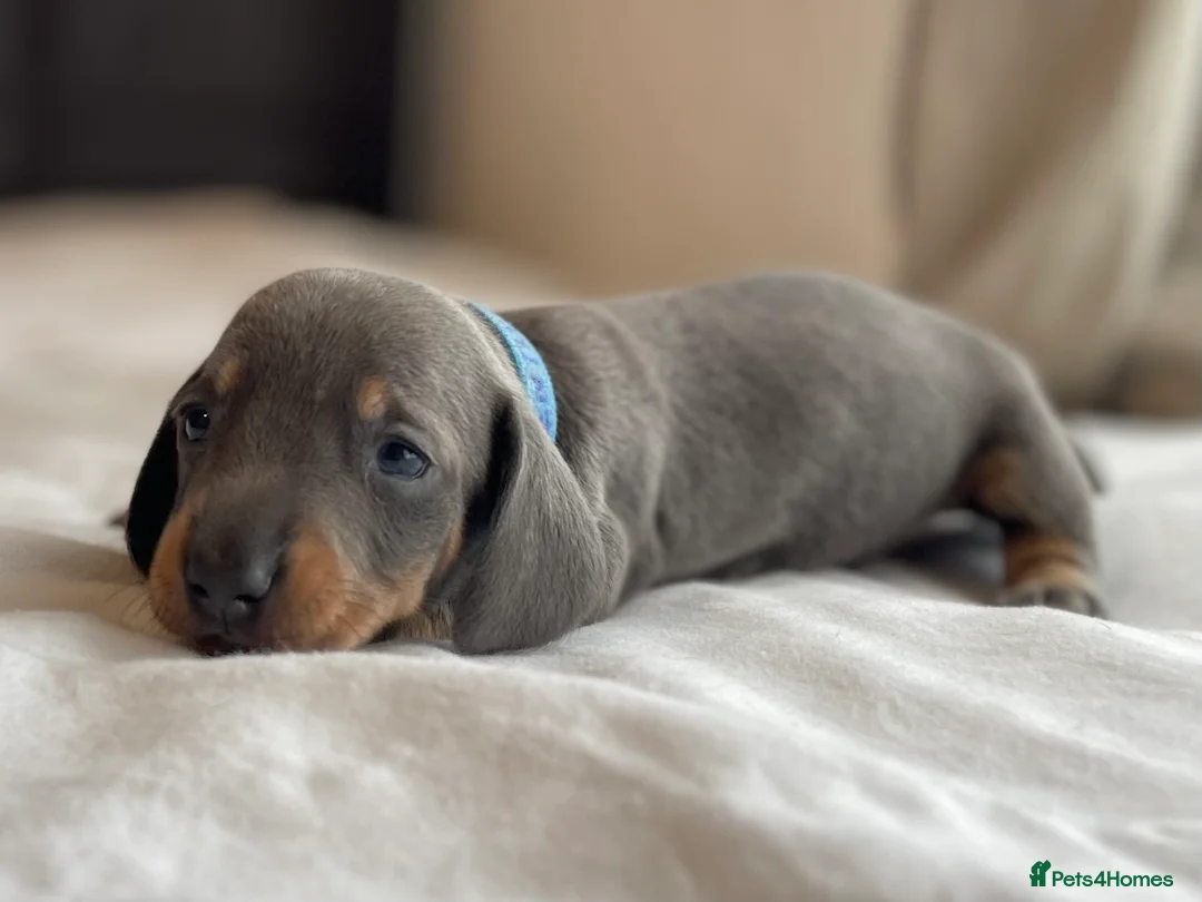 Miniature Dachshund dogs for sale: Tiny Chunky Miniature Dachshund  - Advert 5