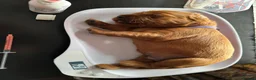 Irish Setter dogs for sale: Irish Setter Puppies in Galashiels - Advert 9