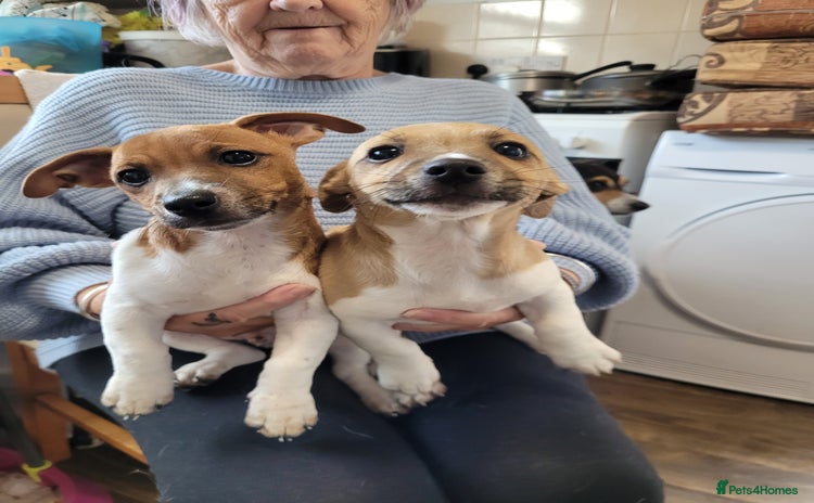 Jack Russell dogs - Advert 15