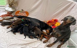 Dobermann dogs for sale: KC Reg European Doberman Pups Exceptional Line - Image 6