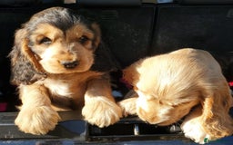 Cocker Spaniel dogs for sale: KC registered Cocker Spaniel puppies - Image 18