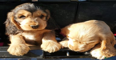Cocker Spaniel dogs - Advert 7