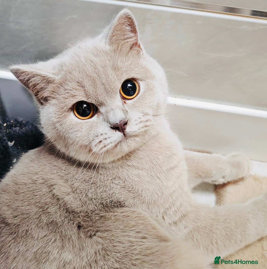 British Shorthair cats Female Lilac And Chocolate Point British Shorthair - Advert 18