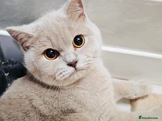 British Shorthair cats Female Lilac And Chocolate Point British Shorthair - Advert 18