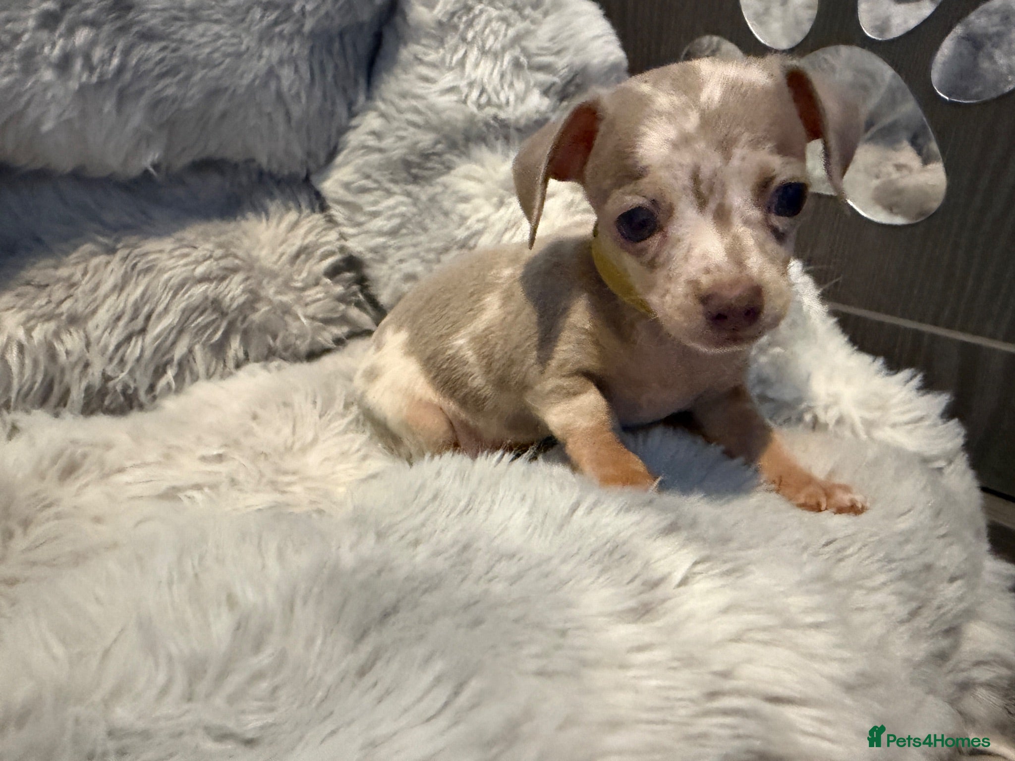 Chiweenie dogs Chiweenie chihuahua dachshund pups BOYS - Advert 2