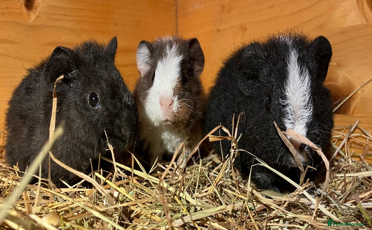Guinea Pig rodents - Advert 2