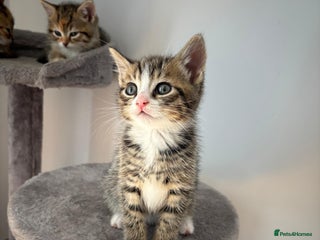 Mixed Breed cats for sale: 4 beautiful colourful coat kittens - Advert 1