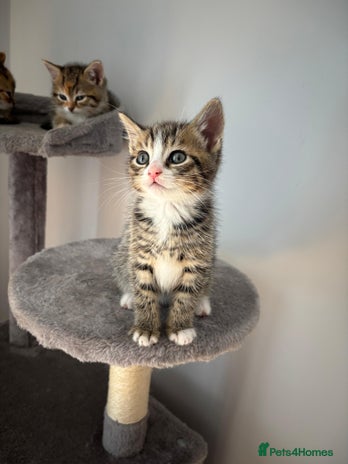 Mixed Breed cats 4 beautiful colourful coat kittens - Advert 2