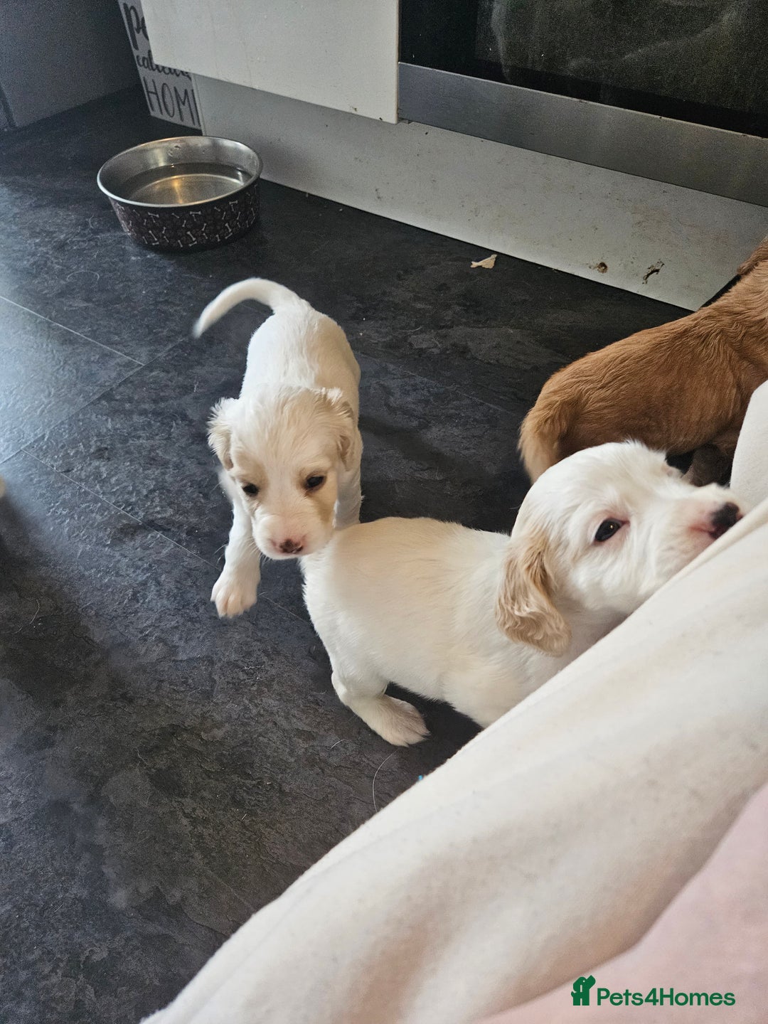 Cocker Spaniel dogs for sale: Beautiful cocker spaniel puppies - Image 9