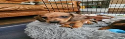 Miniature Dachshund dogs for sale: Miniature Daschund  - Advert 3