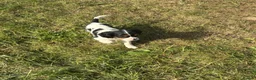 Cavalier King Charles Spaniel dogs for sale: Beautiful Cavalier Puppies Looking for Forever in Ashford - Advert 17