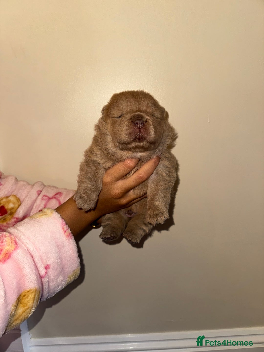Chow Chow dogs for sale: Stunning kc reg puppies  - Advert 27