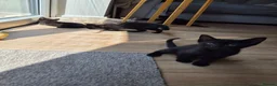Burmese cats for sale: Burmese x Russian Blue - Advert 6