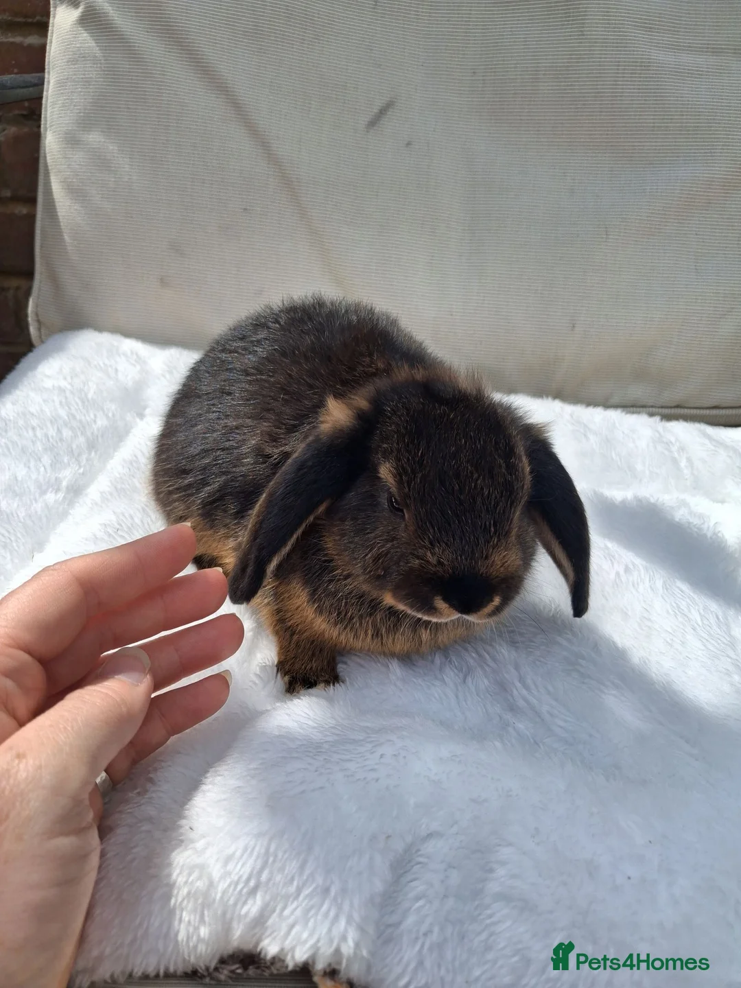 Mini Lop rabbits for sale: 2 Cute minilops in Watford - Advert 1