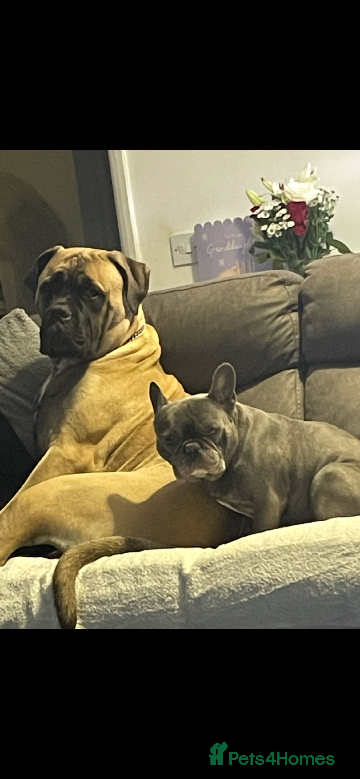 Bullmastiff dogs 11 month old bullmastiff male - Advert 1