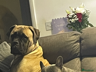 Bullmastiff dogs 11 month old bullmastiff male - Advert 1