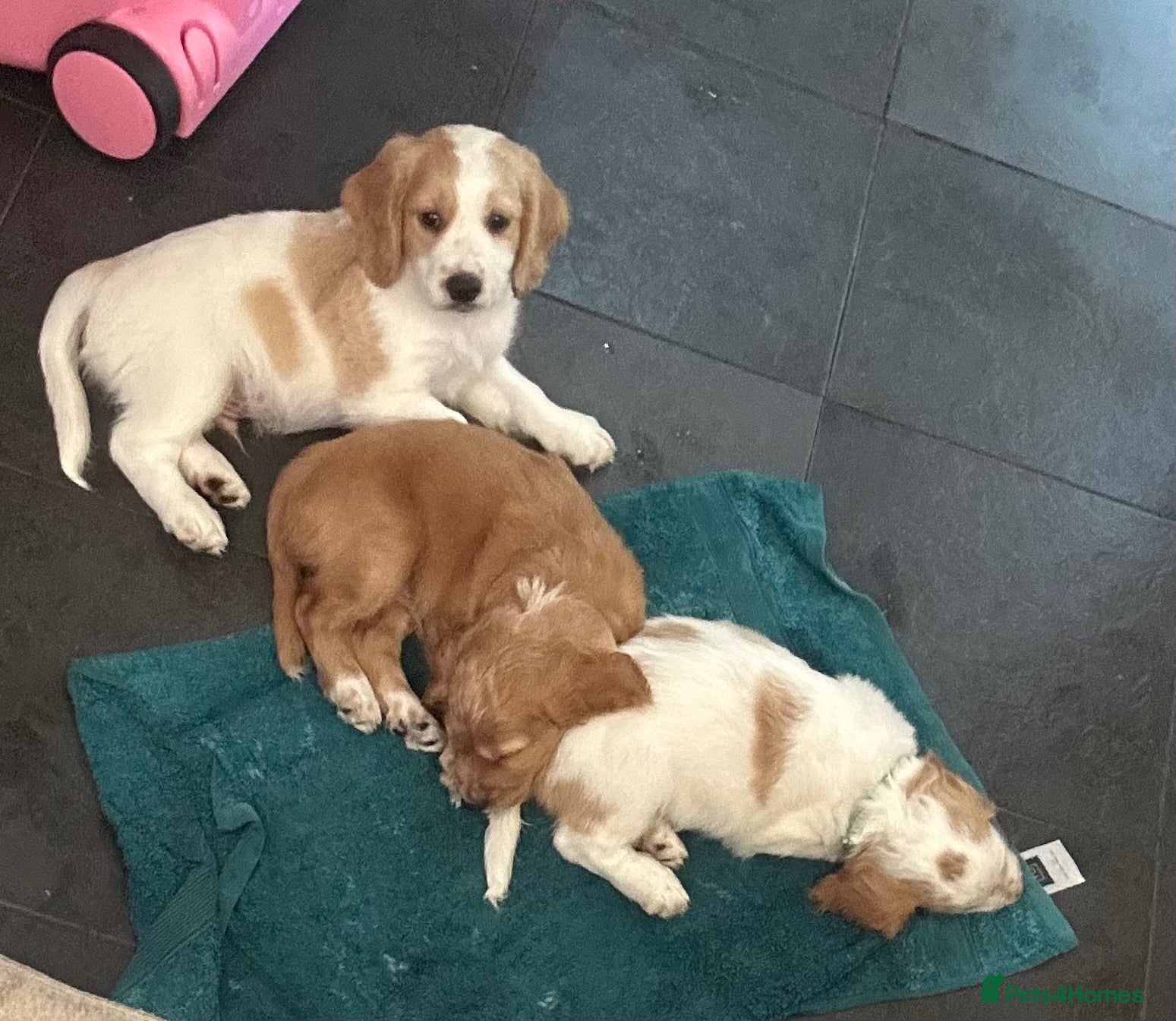 Cockapoo dogs 🐾 🐶 miniature f1 cockapoos ready now 🐶 🐾  - Advert 2