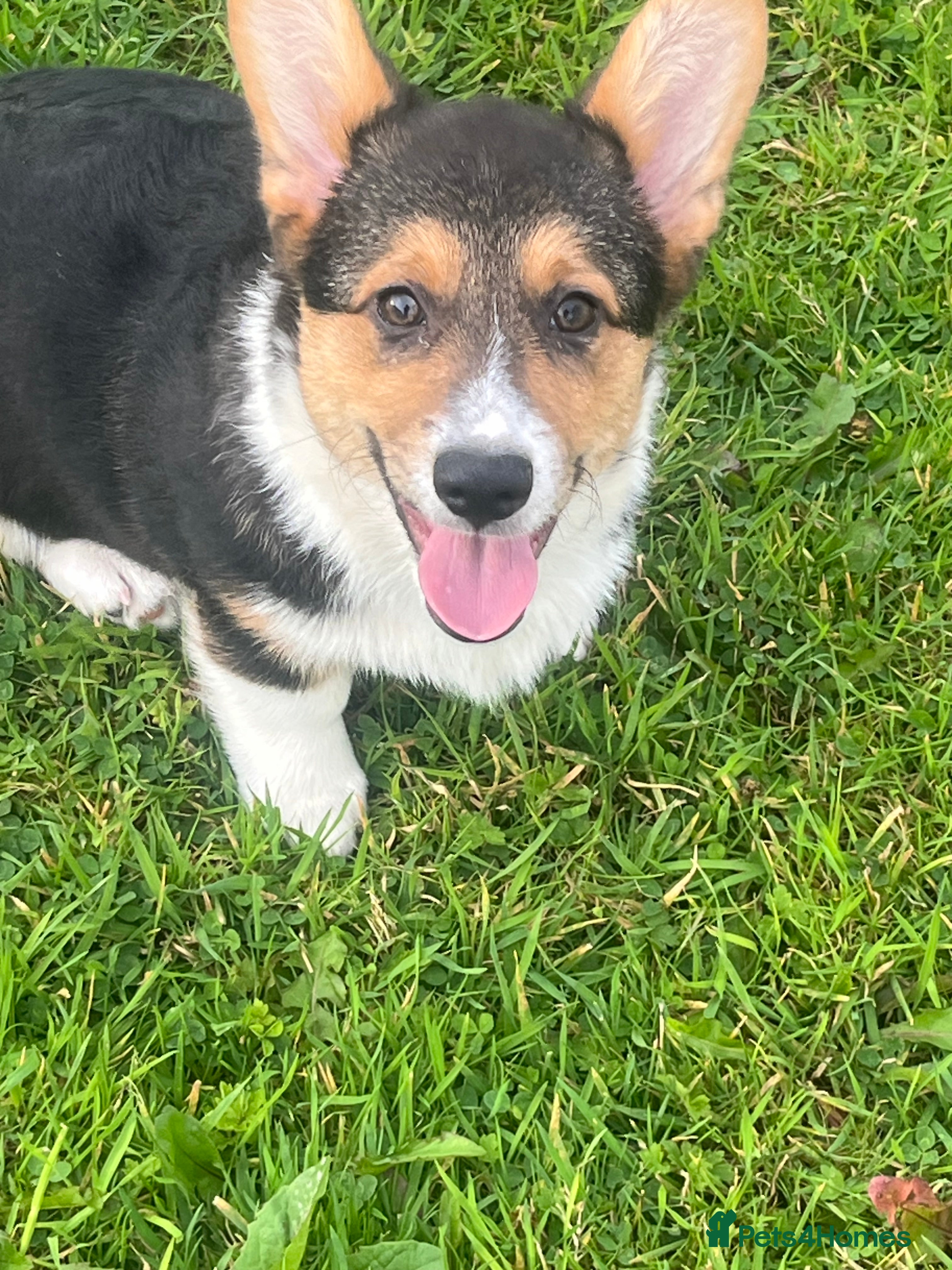 Welsh Corgi Pembroke dogs KC registered Champion line Corgi puppies - Advert 1