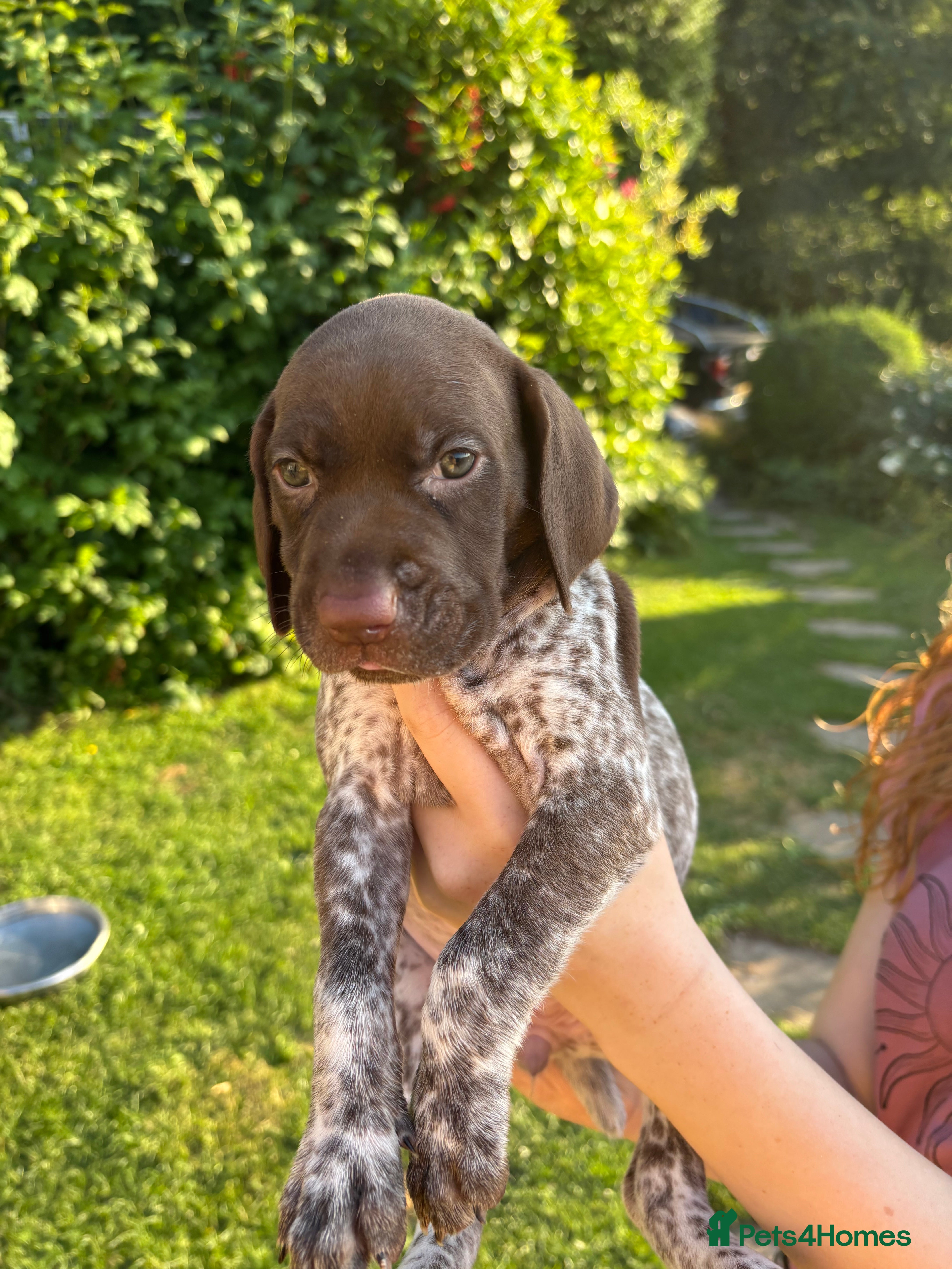 German Shorthaired Pointer dogs Adorable German Shorthaired Pointer Puppies  - Advert 2