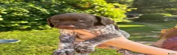 German Shorthaired Pointer dogs for sale: Dorothea and Marjorie - Advert 10