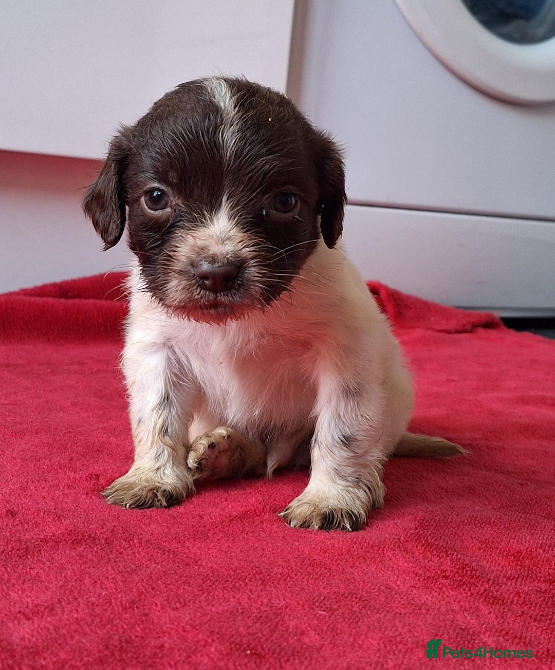 English Springer Spaniel dogs for sale: Lovely pups  - Advert 2